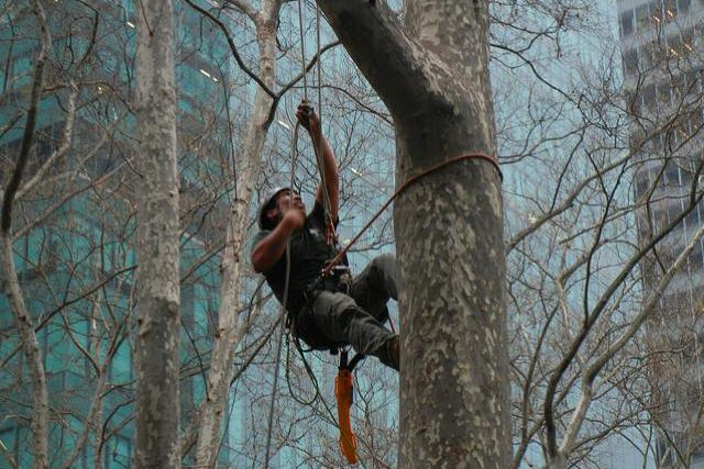 A worker performs surgery on a Bryant Park tree earlier this year